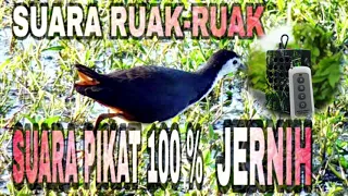 suara ruak ruak sri bombok suara pikat 100 mening bening jling 