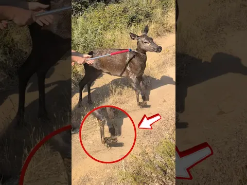RESCATÉ un CIERVO 🛟 de una MUERTE segura ⚠️ #rescate #ciervo #viral #tonifero