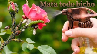 Mata las plagas de tus plantas en pocos segundos con este insecticida Orgánico, definitivo.