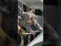 Police dog gets the call that he can retire