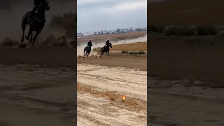 شاهد سرعة الخيل Horse Speed 