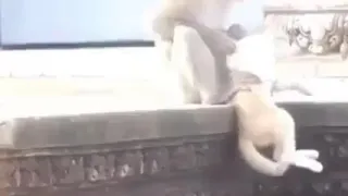 كي تكون ناس ملاح في وسط الشوادة غادي يصرالك كيما هذا الڨط 