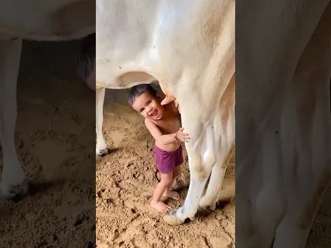Meri maa ke barabar koi nahin ❤️😍🐄🥹 #youtubevideo #cow #viralvideos #wownocow #vlogger #youtube❤️