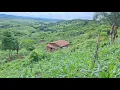 Download Lagu Uma terra maravilhosa que tem muitos frutos na região nordeste 🇧🇷