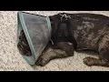 Download Lagu My Fendi's sad Vet/eye specialist visit...🥹