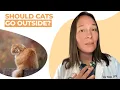 Download Lagu Should Cats Go Outside? (Vet Explains)