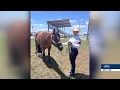 Fonner Park State 4H Horse Show in Review