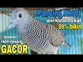 Download Lagu Perkutut lokal gacor (Pancingan Ngerot) Semua Perkutut lokal dibikin 99% Rajin Nyuara Gacor‼️