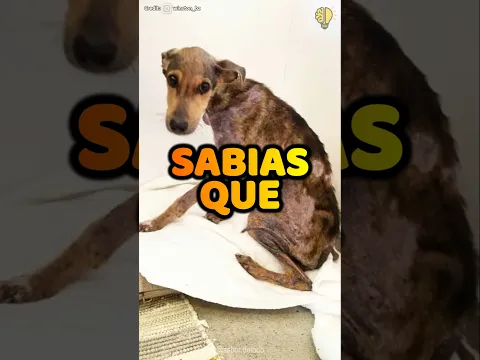 ¿Te imaginas encontrar un perro abandonado en una isla desierta? 😱 #shorts