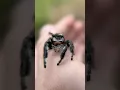 Meet The LARGEST Jumping Spider In The US