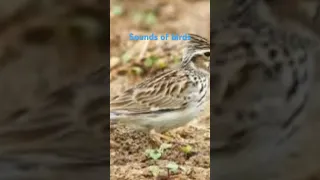 افضل صوت لصيد المطوق الصوت كامل في القناة 