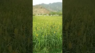 ماشاء الله تبارك الله  ماشاء الله تبارك الله