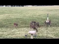 Deer eating corn