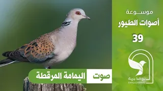 صوت يمام مرقط قمري اوروبي                            دندنها