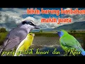 Masteran burung juara 🔥🔥 jinjing petulak kenari dan Kinoi