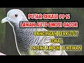 Masteran Perkutut Lokal, Suara Pancingan Perkutut TERUJi AMPUH Segala Jenis Perkutut Jadi GACOR !!