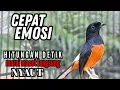 Lagu murai batu FIGHTER BONGKAR ISIAN !! Ampuh buat PANCINGAN murai batu lain jadi EMOSI GACOR