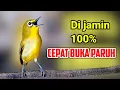 Download Lagu PLECI GACOR suara ngalas - PANCINGAN TERCEPAT MENGUNDANG BUNYI BURUNG PLECI SUPER AMPUH 💯% NYAUT
