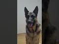 Download Lagu Heart ❤️ for Lholo, can he get it?#shortsfeed #germanshepherd #viralshort #trending #mypetdog
