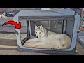 This Collapsible Dog Kennel is Perfect for Your Dogs