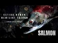 Download Lagu Salmon, perjalanan menuju lahir dan mati.