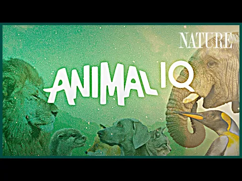 This is Animal IQ! A new show coming to Terra (feat. @Trace Dominguez)