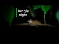 Download Lagu Rainforest sounds - Night in the Borneo jungle