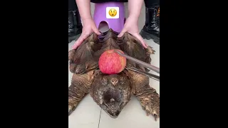 ي لطييييف اخطر فك حيوان ممكن تشوفه 