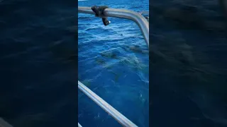 Almost 2 years in the Sea of Cortez and we’re still in awe when dolphins swim alongside Cosmo