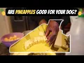 Are Pineapples Good for Dogs