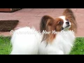 Silvermorning s Papillons