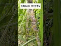 Download Lagu MICIN ATAU MSG ALIAS PENYEDAP RASA #micin #msg #penyedaprasa #bumbu #makanan