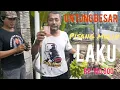 Download Lagu Pisang Mulin, petik kebun, langsung Bayaran
