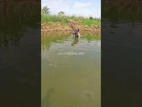 JALA IKAN DAPAT BANYAK DISUNGAI YANG MULAI MENGERING #SHORTS #JALAIKAN