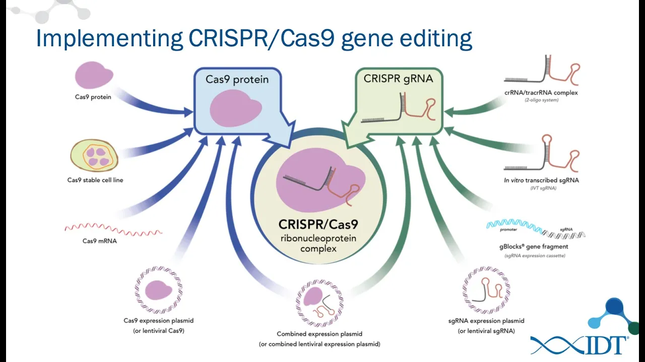 New RNA tools for optimized CRISPR/Cas9 genome editing