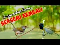Download Lagu Suara Pikat Sogon Betina Ribut Kombinasi Prenjak Lumut Ribut