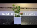 Lagu Don’t Throw Your Dead🥀 Flower 💐 Bouquet Away |  Make New Plants 💐 With Them