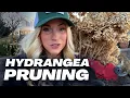 STOP Pruning Hydrangeas Wrong Hydrangea Pruning timing and rules Utah high desert Garden