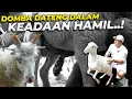 Download Lagu KADO LAGI GAES..! UDAH SIAP BIKIN KOLONI DOMBA TANDUK EMPAT NIH..!