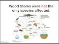 Community Ecology in the Everglades