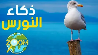 ذكاء ودهاء طيور النورس عالم الحيوان 