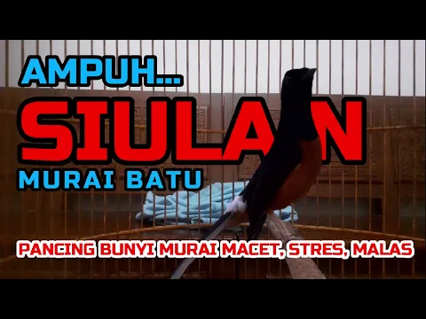 Download MP3 SIULAN MURAI BATU‼ AMPUH PANCING BUNYI MURAI MACET, STRES DAN MALAS BUNYI❗