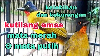 kelebihan dan kekurangan kutilang emas mata merah dan mata putih