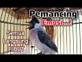 Download Lagu NGAMUK!!! KUTILANG GACOR RIBUT SUARA VARIASI AMPUH UNTUK PANCINGAN