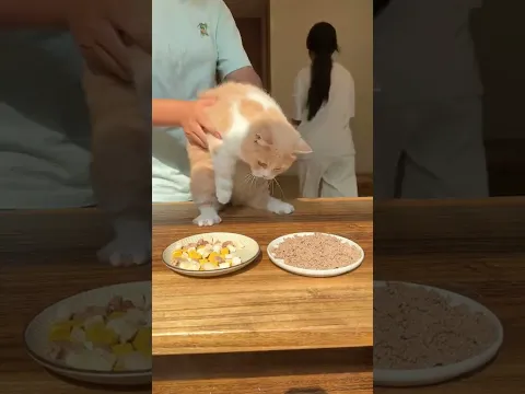 :不是,咋还有我的事! #小奶猫的成长日记 #万物可爱计划 #谁赢谁吃 #猫咪