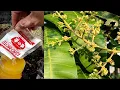 Download Lagu Pohon Mangga agar lebih cepat berbuah