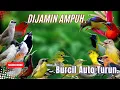 Download Lagu MP3 Pikat Burung Kecil II Suara Pikat Burcil Dijamin Paling Ampuh Terbaru 2025.