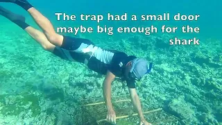 Tobago Cays Shark Rescue