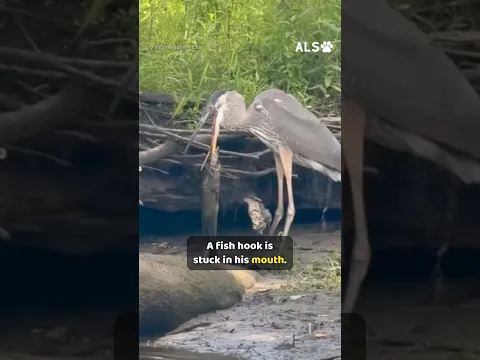 A blue heron has a fish hook in his beak, and she goes to help 🐦❤️  #HeronRescue #WildlifeRescue