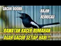 Rawatan kacer rumahan agar rajin bunyi dan gacor !!